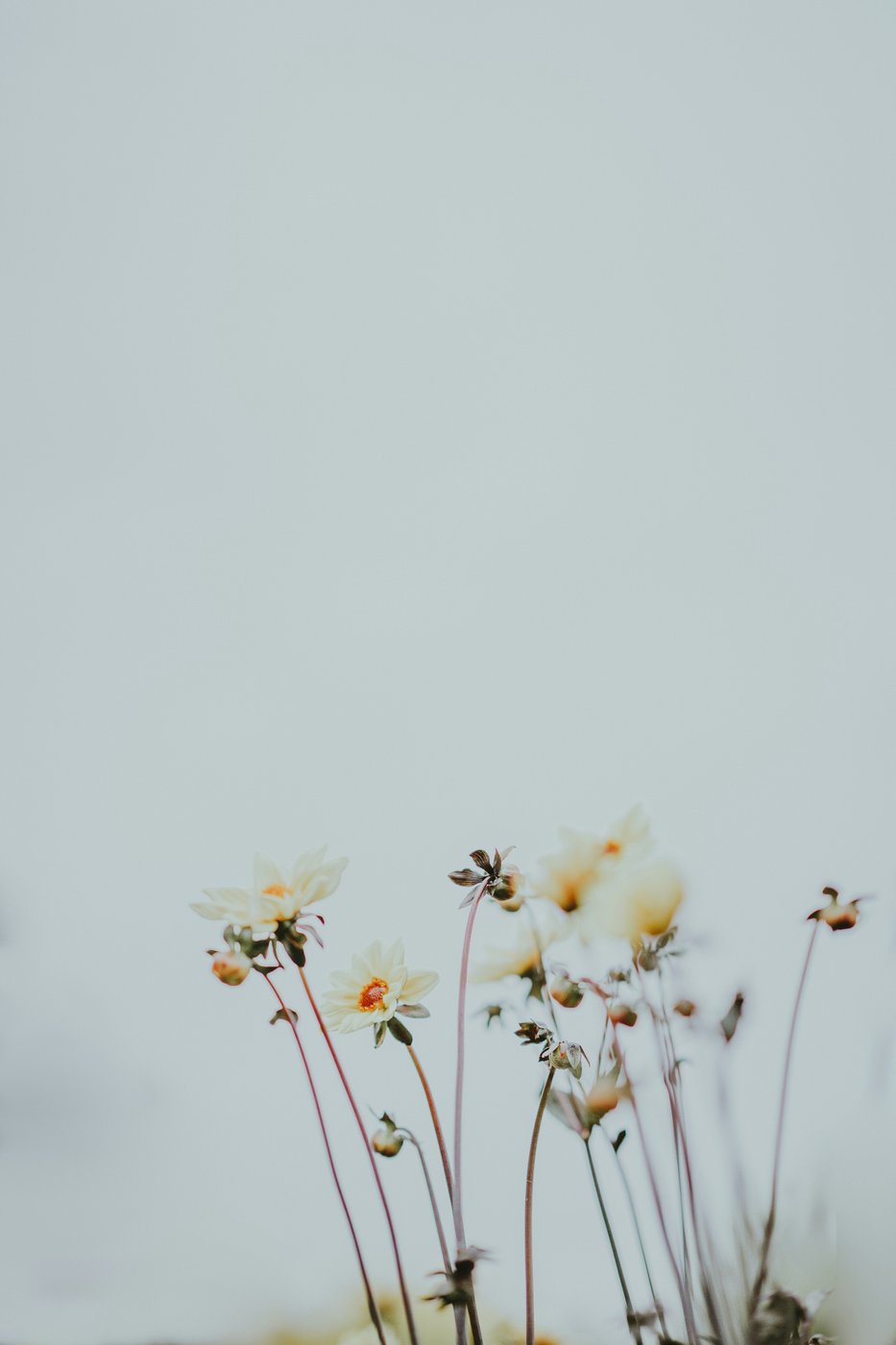Delicate white wildflowers reaching upward against a soft grey sky