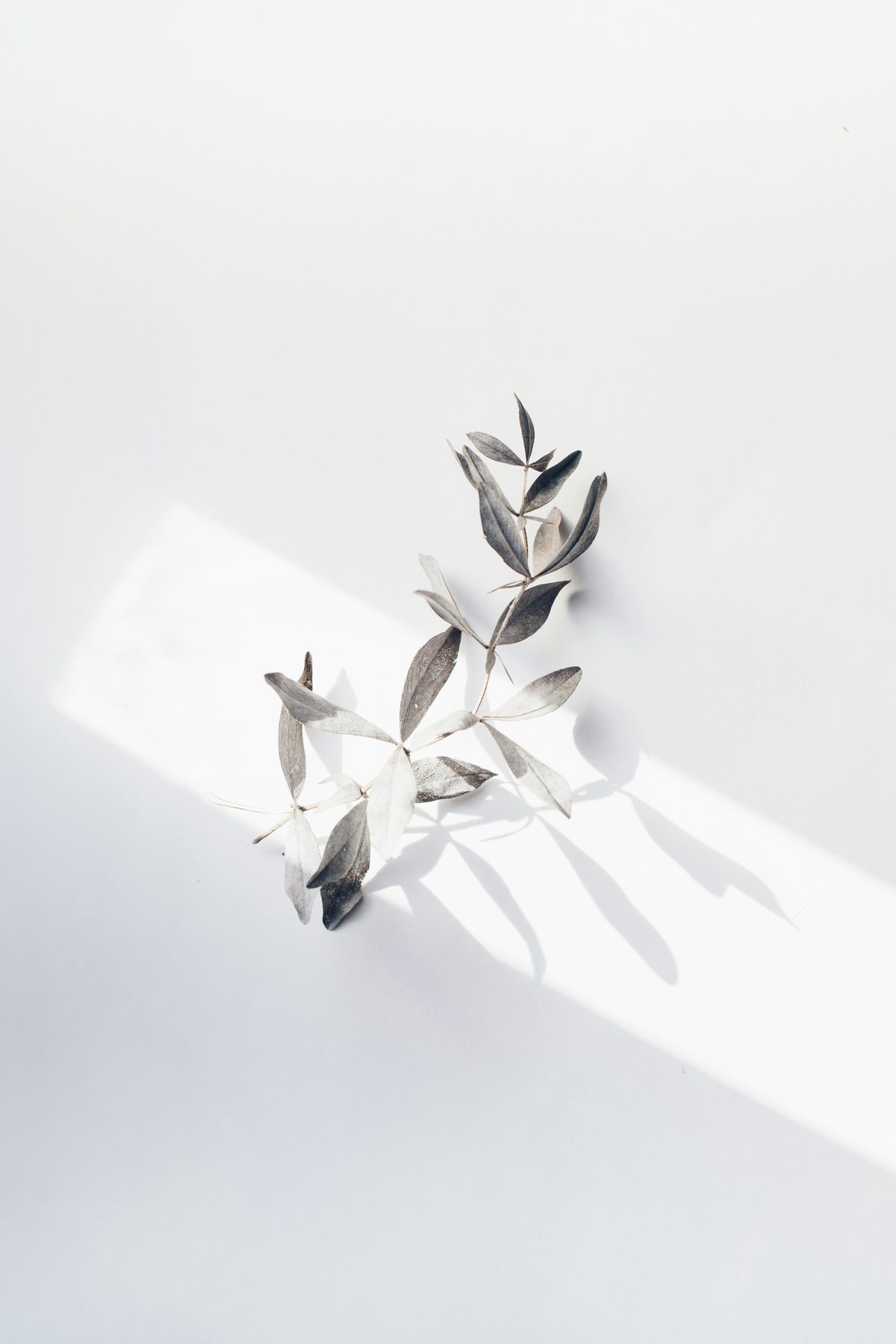 A sprig of leaves resting in soft natural light