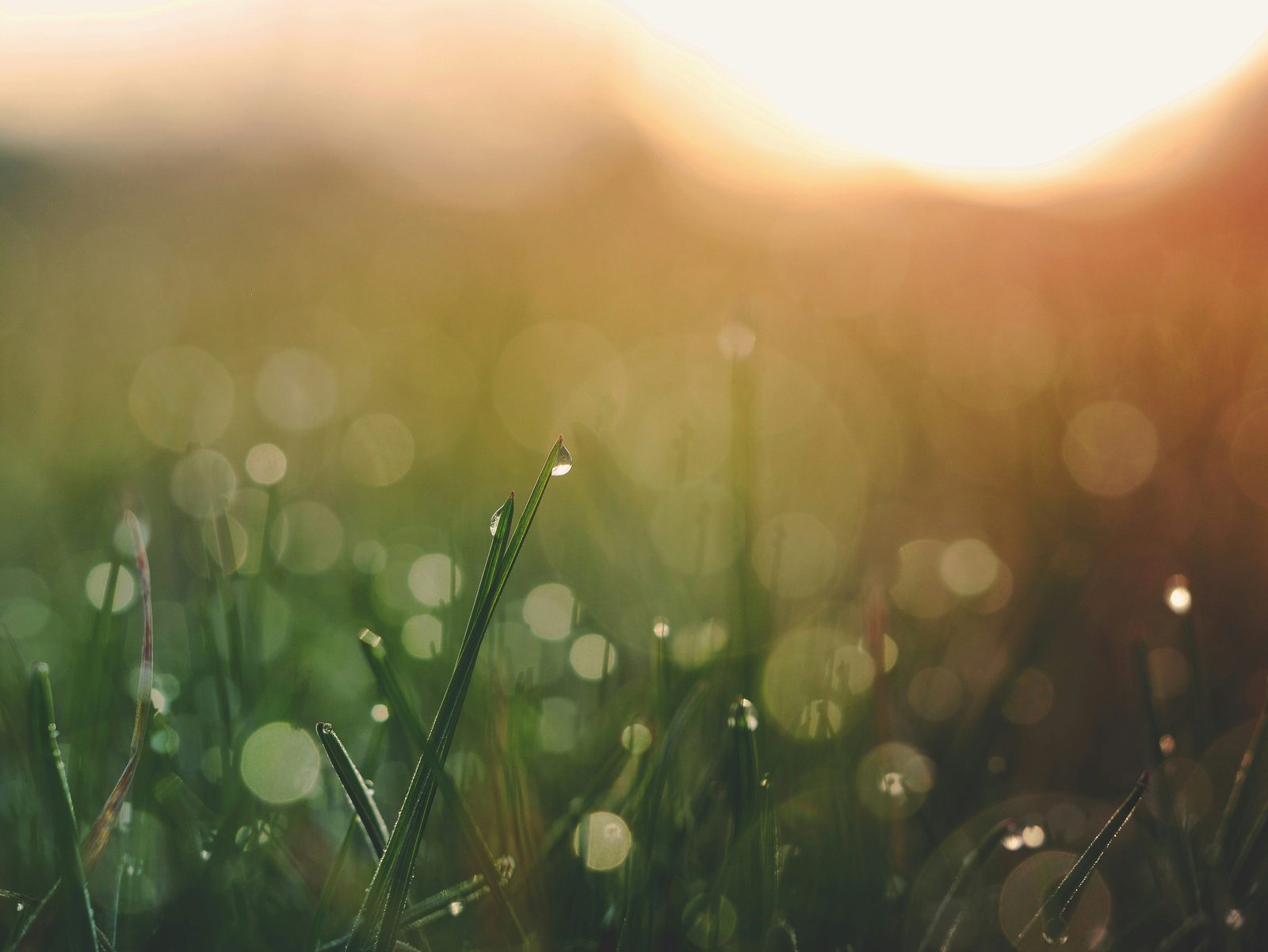 Morning light breaking over dew-covered grass
